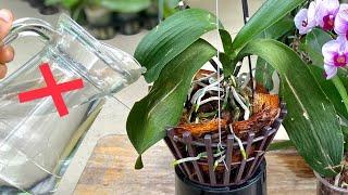 Without Water I Still Recover Weak Orchid Grows Strong Roots Fast