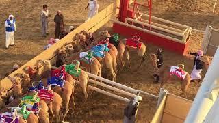 Al Marmoom Camel Racing - Dubai