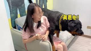 [向威和一坨往期视频回顾]这一天天的，真不让狗省心 #罗威纳 #罗威纳护卫犬 #rottweiler #一坨 #向威和一坨 #萌宠 #pets #funny #搞笑 #萌宠出道计划 #老友狗狗
