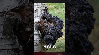 Самые эффективные противораковые грибы