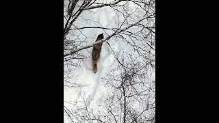 Explore Nature’s Mysteries & Wildlife Hunting #fok #animal
