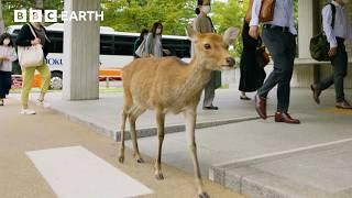 City Where People Live Alongside Deer | Asia | BBC Earth