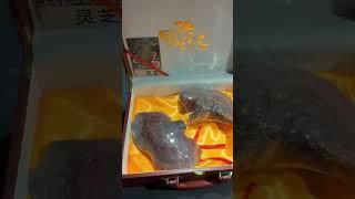 Premium Wild mountain Lingzhi Mushroom Powder Wholesale | Direct Factory 100g-5kg Discount