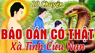 10 Chuyện Nhân Quả BÁO OÁN Có Thật Hay Nhất 2024, Xà Tinh TRẢ ƠN CỨU MẠNG | Báo Ứng Hiện Đời