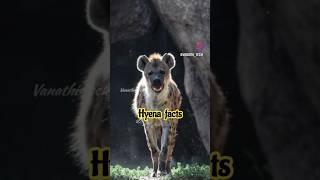 ஹைனா  - Hyena Facts#science#shorts #viral#tech#trending#shortsfeed#shortvideo