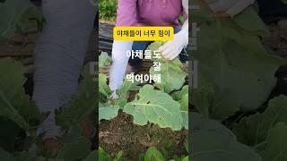 무농약케일농사