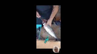 Kuya Jing TV  is live!milk fish debone#satisfying#asmr#viral