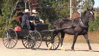 Amish families flourishing in eastern P.E.I.