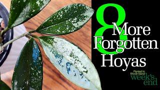 8 MORE FORGOTTEN HOYAS - Hoya plicata, Hoya nicholsoniae, Hoya 'Sunrise', Hoya crassipetiolata, more