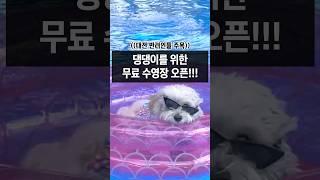 (주목)댕댕이를 위한 수영장 개장!! #대전  #반려견놀이터