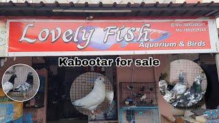 #sa_pigons_gondal #pigeon #kabootar kalsira bajre & Border wale kabootar for sale Gondal Gujrat