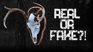 Best Deer Skull Replica (Outlaw Skull Review and Instructions)