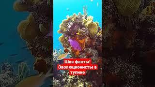 Эволюция этого не может объяснить