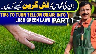 Tips to turn yellow Grass into Lush Green Lawn | Part 1 |  Gardening With Javed Iqbal