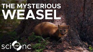 Where are the Weasels? | Sci NC | PBS North Carolina