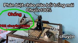 Cách phân biệt chim chào mào má trắng chào mào bổi đực hay cái chuẩn 100%