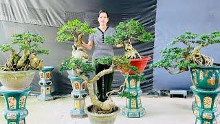 Bonsai TRAN THI 12/6 : Can Thang, Nguyet Que, bougainvillea, rare plants.