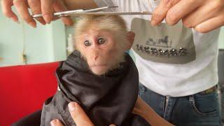 Try not to laugh! Monkey Luk wants to cut hair to change appearance