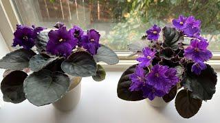 African Violets - September 2022 Bloomers Shown in Natural Light