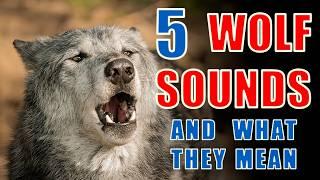 Understand Wolf Calls: 5 Sounds and Their Meanings Explained
