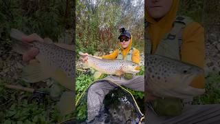 Nymphing for Trout #fishing #flyfishinglife #trout #fly #dryfly #fishingvideo #trouts #fish #flyfish