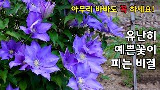 유난히 예쁜꽃이 피는 비결은 아주 단순 합니다.