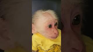 So funny! Kuku searched Mom's bag 2