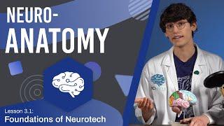 Structure and Organization of the Brain (Neuroanatomy) - Lesson 3.1