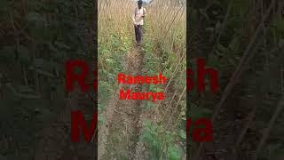 Ramesh maurya  2023