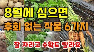 8월에 심는 추천 작물6가지 지금 심으면 후회 없고  잘자라며 수확도 빨라요