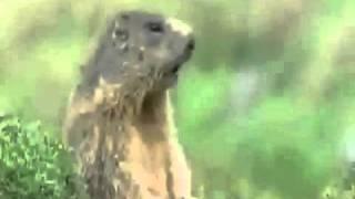 животная движуха