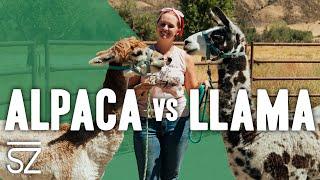 What is the Difference Between Llamas  &  Alpacas?