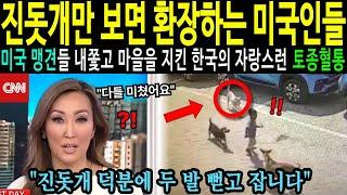 [해외감동사연] 진돗개만 보면 환장하는 극성 미국인들 - 우리동네 영웅은 바로 한국에서 온 진돗개입니다