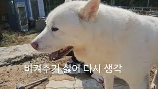 자리 양보안하는 똥고집 숙돌이 #팔공산힐링정원 #셀프보도블록깔기