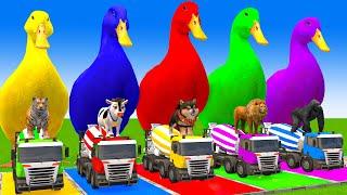 5 Giant Duck Cartoon,Cow,Mammoth,Dog,T-Rex,Lion,Tiger Paint Wild Animals Crossing Fountain Animation