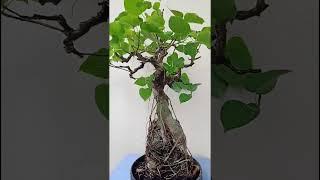 bonsai cây cảnh...