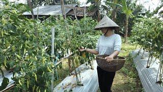 Keliling Kampung Indonesia | Nikmatnya Sambel Cobek Gadis Desa