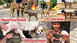 Dangerous Bully Kutta Kennel Per Gye || New Born  Puppy Hoye ||