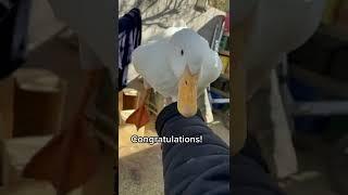 How to pick up a duck (part 1)