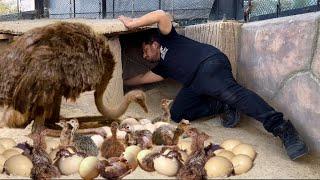 Amazing Birth Ostrich hen Hatching Eggs, Mini Zoo, Free Range Ostrich Farming, Hsn Entertainment