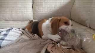 BEAGLE vs PLASTIC BOTTLE : Cute Dog Louie The Beagle