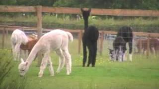 Alpaca in Cheshire