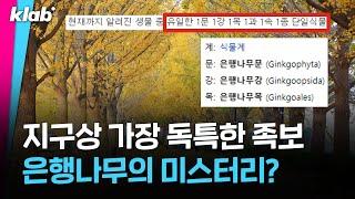 네? 은행나무가 '멸종위기종' !!! 곧 사라질지 모른다구요?｜크랩