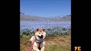 Cute Shiba Inu Vines