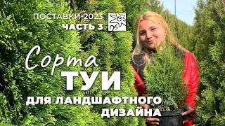 Туи в Ромашкино Парк #3