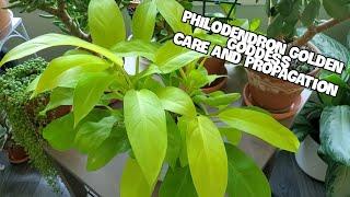 Philodendron Golden Goddess Care And Propagation | 9 Month Update!