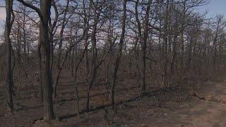 Crews continue to investigate cause of Long Island brush fires