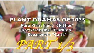 Plant Dramas of 2025 Pt. 1: Rare Plant Fairy's Philodendron "Skittles"