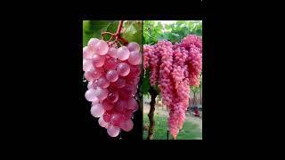 Pink Koshu Grape From Japan