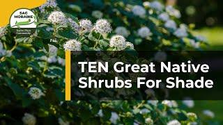 10 Great Native Shrubs For Shade  | Native Plant Gardening